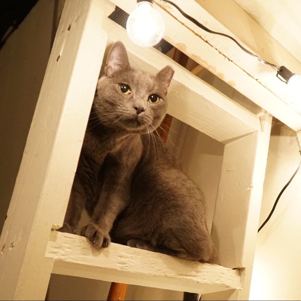 Meet your Posher, Parker